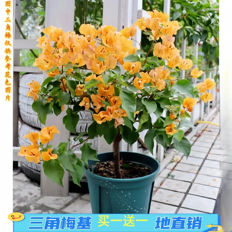 三角梅袋苗三角梅爬藤植物盆栽阳台庭院三角梅加州黄金小树苗