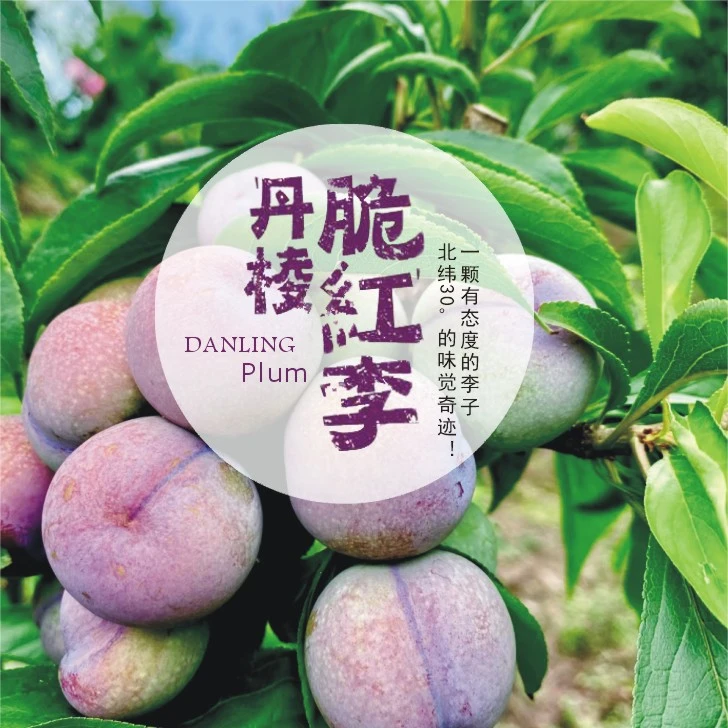 【果农橙橙哥】顺丰包邮丹棱高山脆红李酸甜多汁脱骨李净重4.8斤