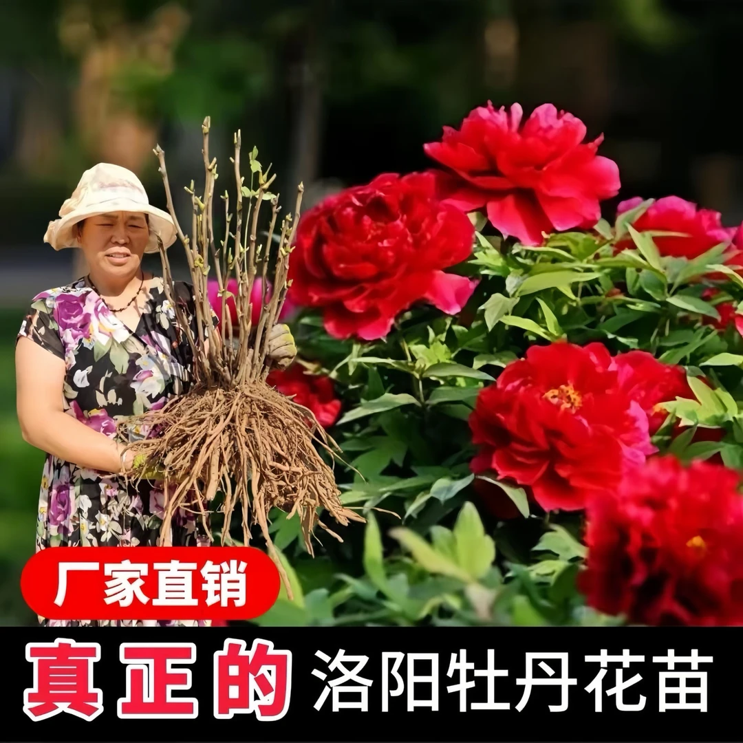 精品牡丹花苗大苗盆栽花卉大花重瓣正宗洛阳当年开花四季庭院植物