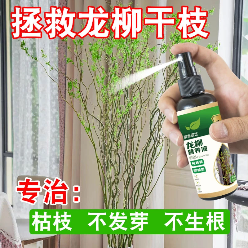 龙柳干枝营养液家用专治不发芽客厅促芽催花延长花期龙柳鲜枝水养