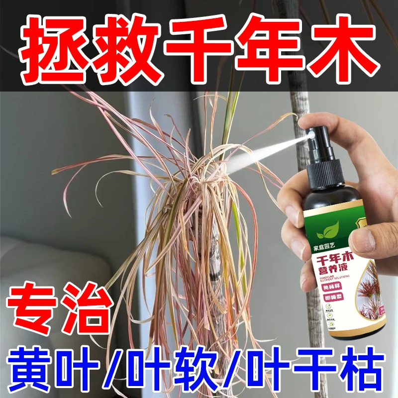 千年木专用营养液免稀释促绿叶防黄叶干枯千年木盆栽养花绿植肥料
