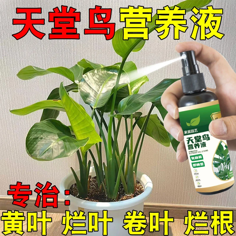 【一喷绿】天堂鸟专用营养液叶发黄卷边干枯黑斑烂根急救盆栽绿植