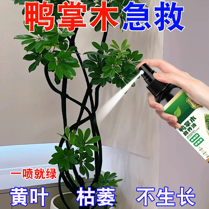 鸭掌木肥料专用营养液预防叶子发黄枯叶掉叶黑斑病烂根招财树专用