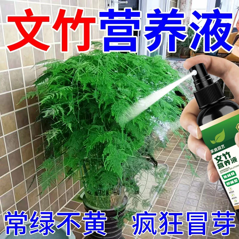 【常绿不黄】文竹营养液专用肥治叶子发黄干尖枯瘦烂根落叶促生长