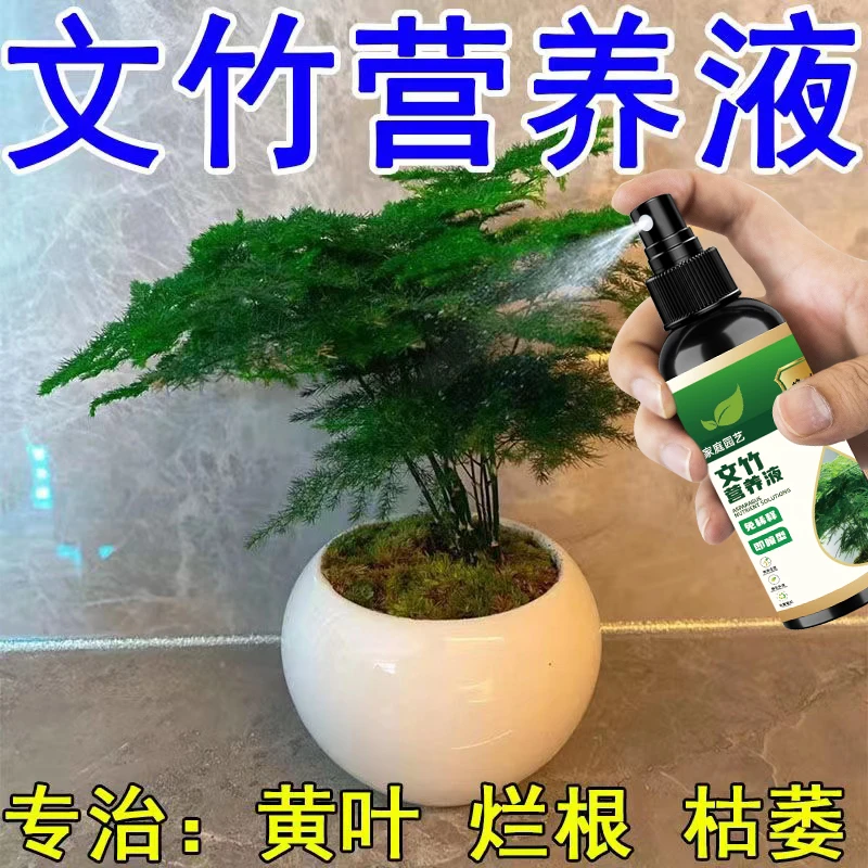【拯救黄叶】文竹营养液专用肥治叶子发黄干尖枯瘦烂根落叶促生长