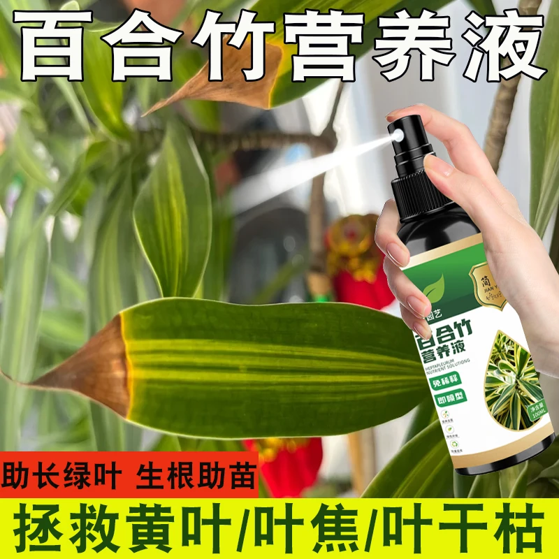 百合竹专用营养液拯救干枯黄叶蕉叶黑斑室内客厅盆栽通用免稀释肥