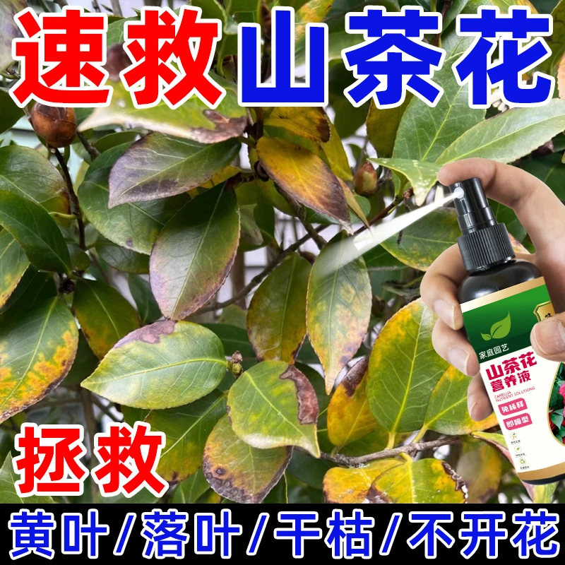 【急救】山茶花专用肥营养液防黄叶落蕾干尖催花促花四季茶花叶面肥