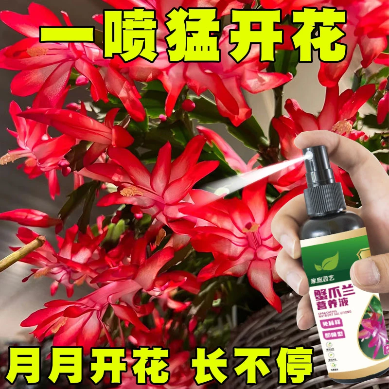 【开爆盆】蟹爪兰营养液急救叶子干瘪发软催花剂生根液蟹爪兰专用肥