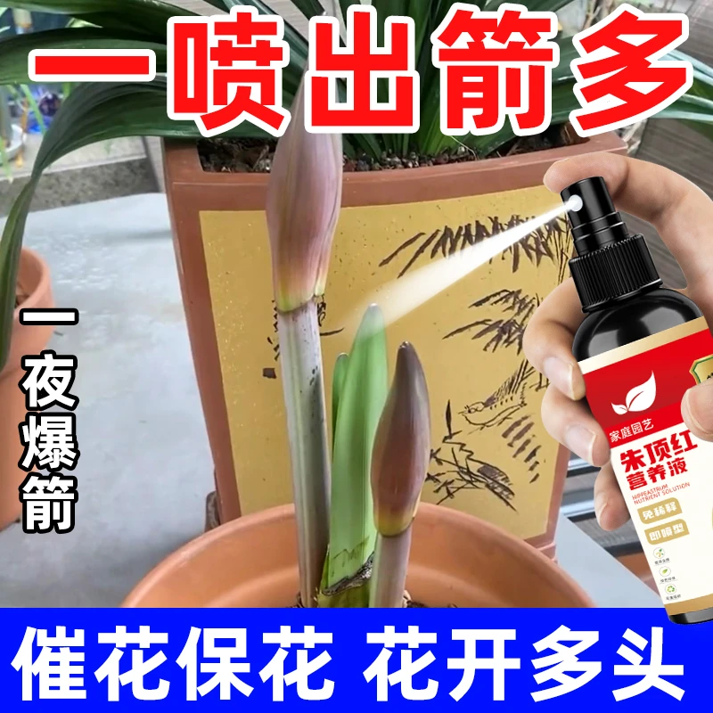 【长疯了】朱顶红专用营养液促箭促开花延花期防黄叶免稀释液体肥