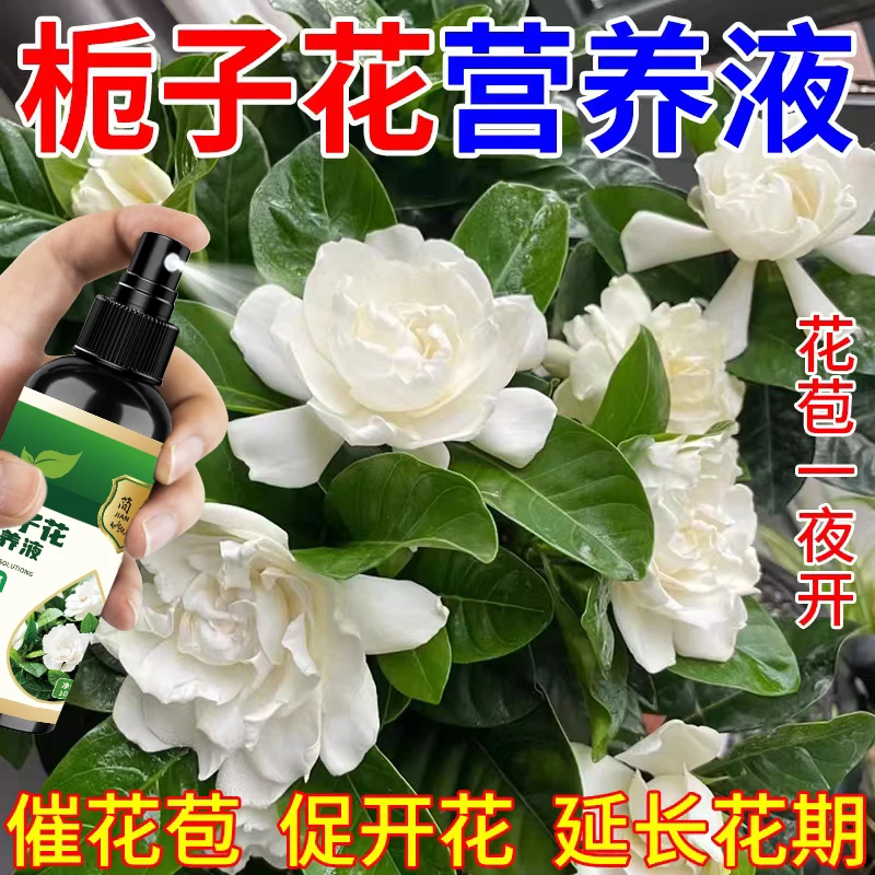【正品】栀子花专用营养液黄叶枯叶生长缓慢掉花苞不开花延长花期