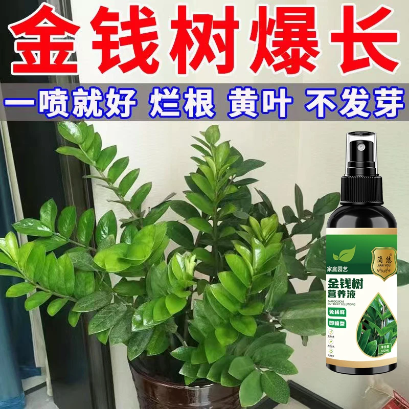 拯救黄叶】金钱树营养液爆新芽叶子发黄烂根一喷绿液体肥免稀释肥