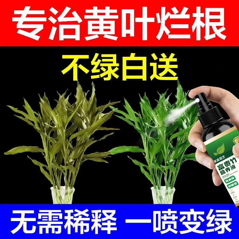 富贵竹专用营养液专用肥叶片发黄枯萎催绿专用水培土培免稀释肥料