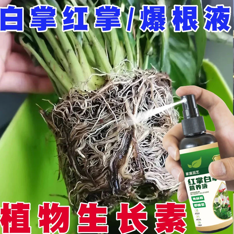 【爆根液】红掌白掌一帆风顺专用肥营养液水培土培叶片枯黄不开花肥