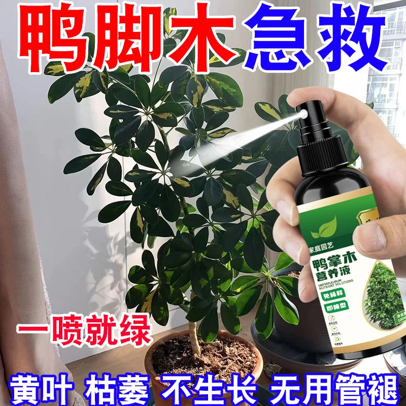 全年绿】鸭脚木专用营养液肥料叶子发黄生根液防烂根鸭掌木营养液