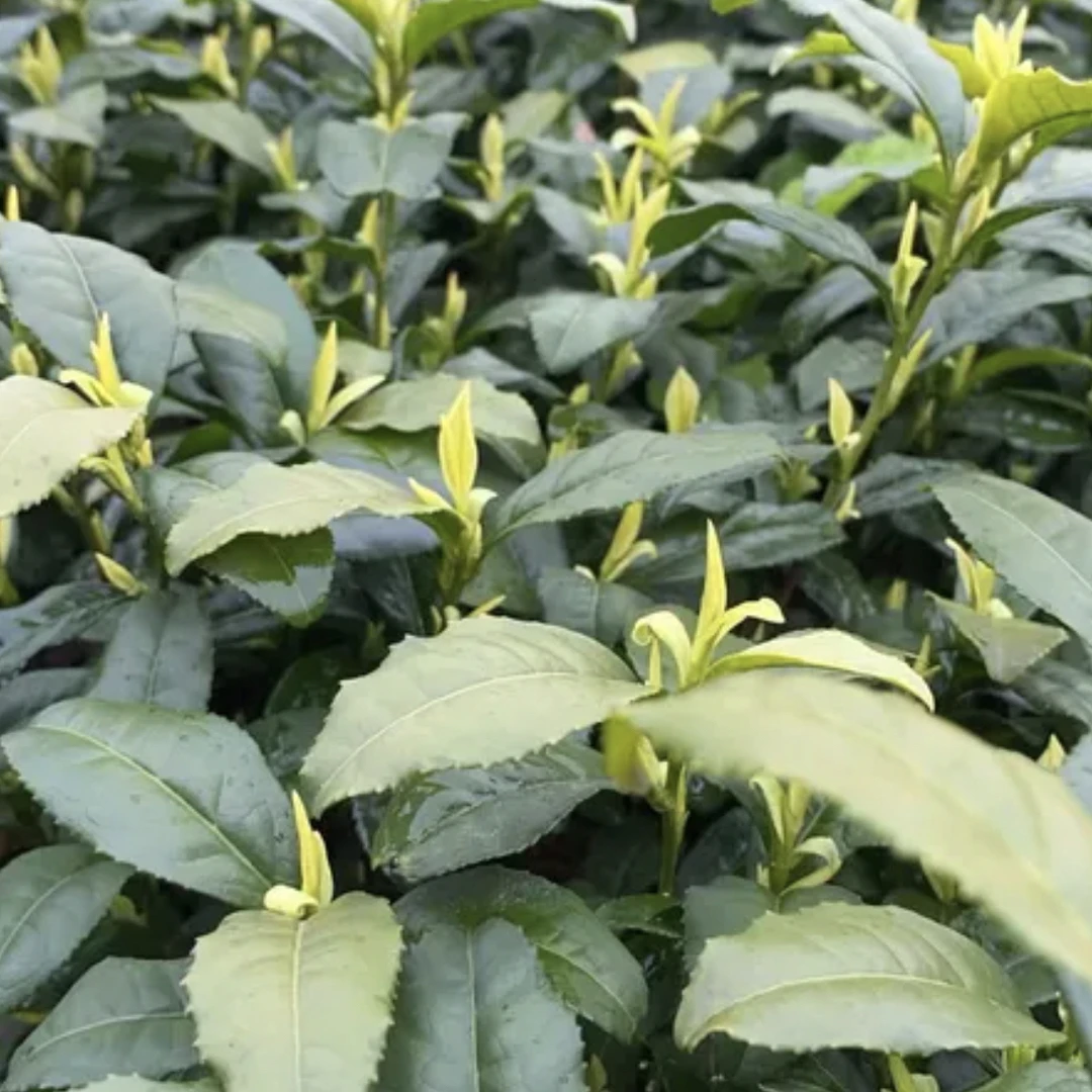 2024年新茶手工熊猫奶白黄金芽