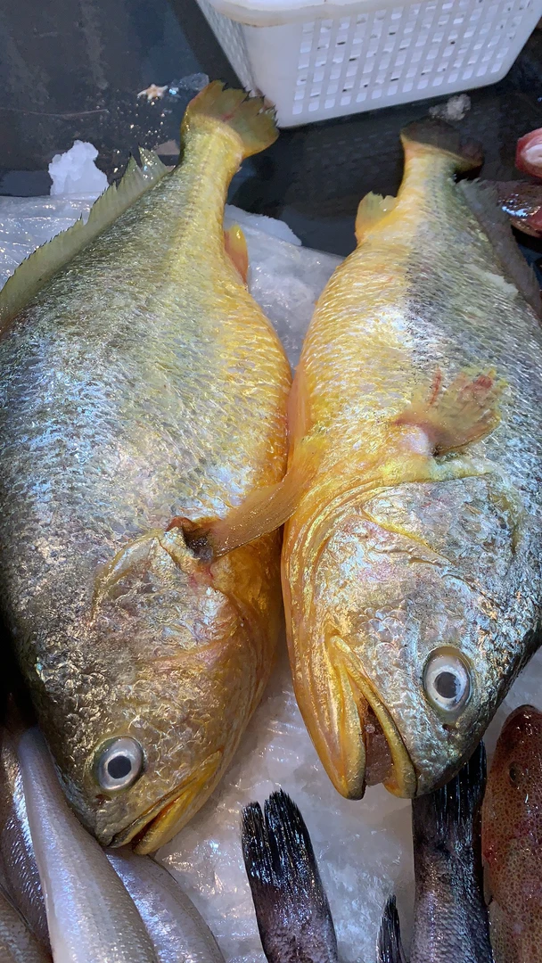青岛新鲜 大黄花鱼4.2斤2条