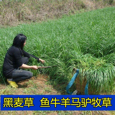 牧草种子黑麦草子种籽多年生南北方四季种植畜牧养殖牛羊猪鱼草籽
