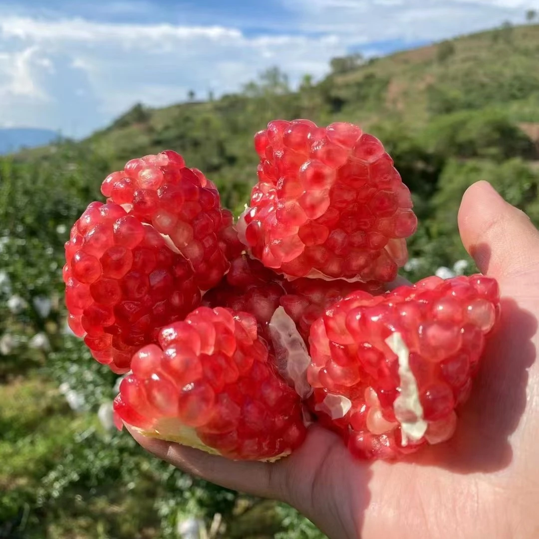 云南丽江特产突尼斯软籽石榴果农自产自销水果包邮 礼盒