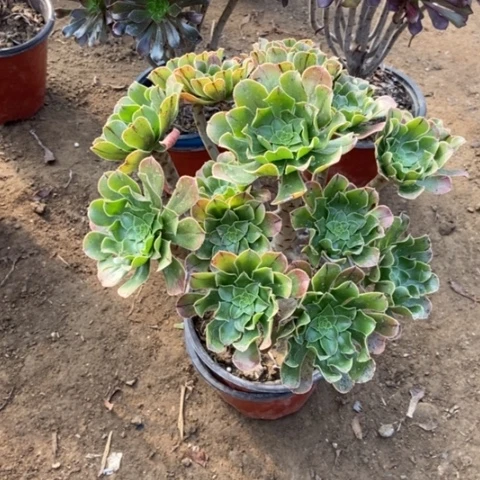 10号链接绿法师多肉