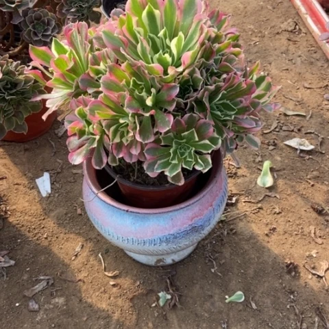 4号链接白凤多肉