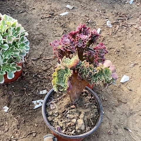 7号链接两颗不重复的缀化