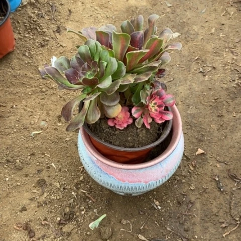 31号链家冯女巫带中班，景多肉