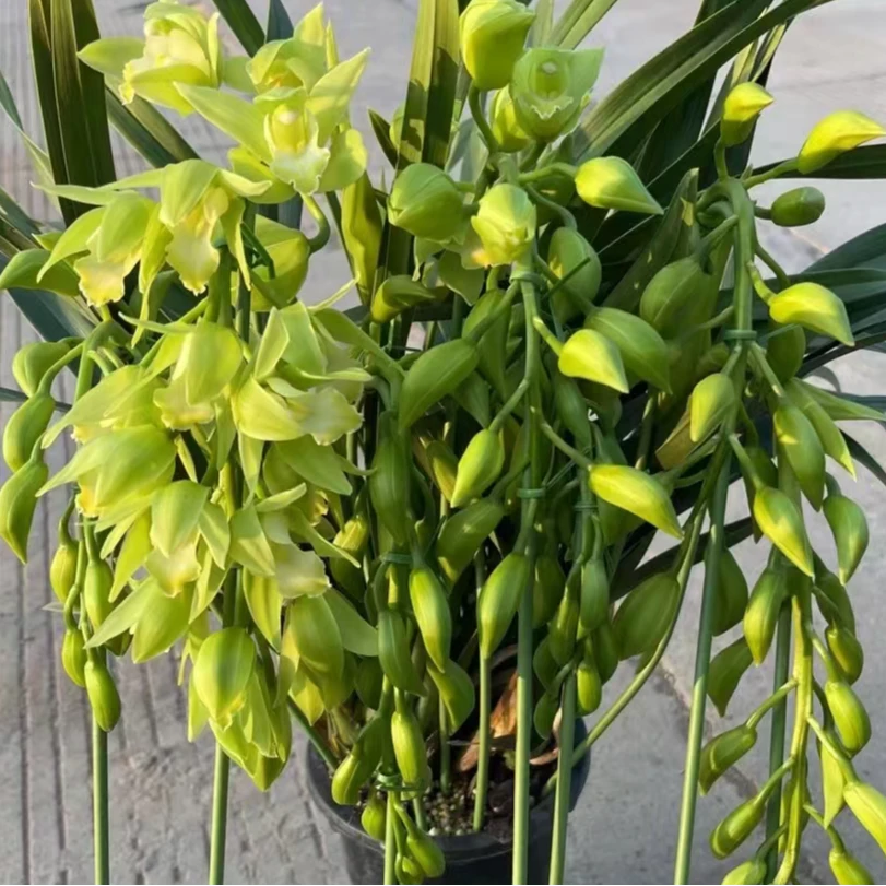 [绿精灵]香水惠兰室内高颜值盆栽年宵（0°以下拍保温棉不拍不售后）