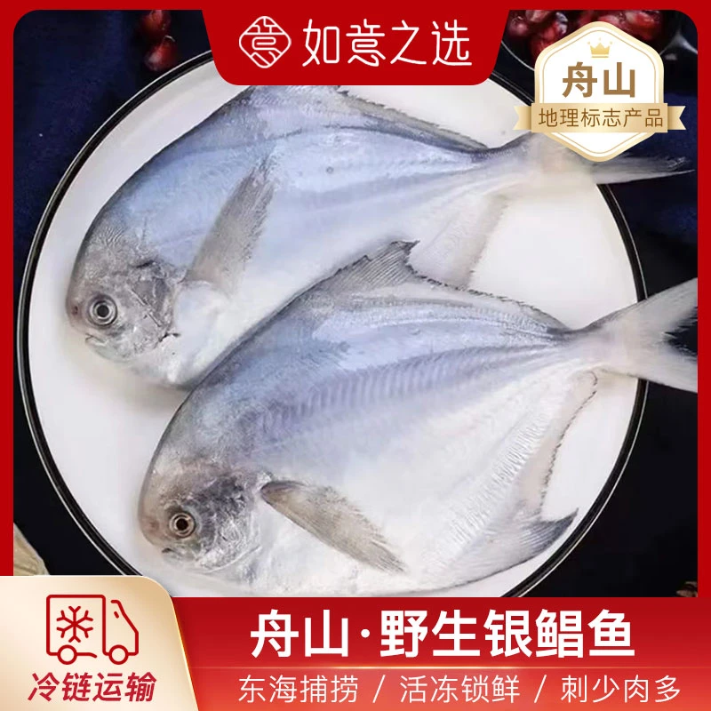 【顺丰发货】东海舟山渔场野生银鲳鱼 1斤5条共4斤 新鲜冷冻