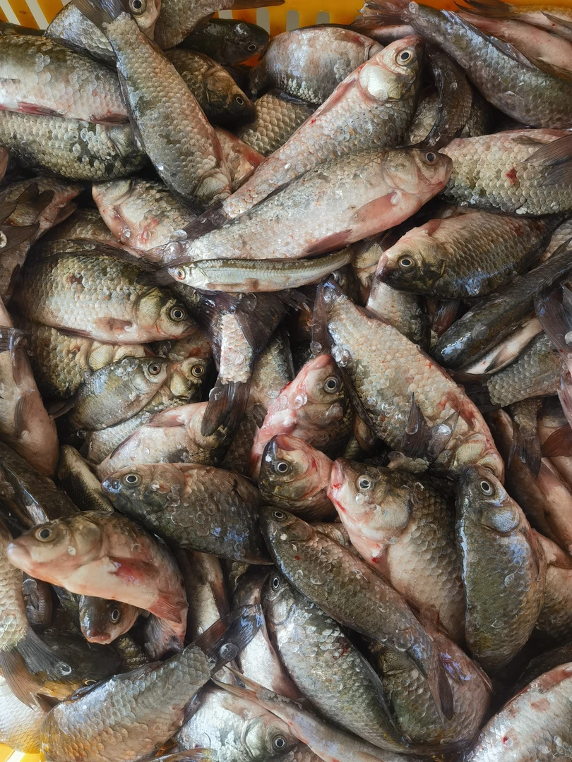 纯野生嘎嘎香鲫鱼6斤