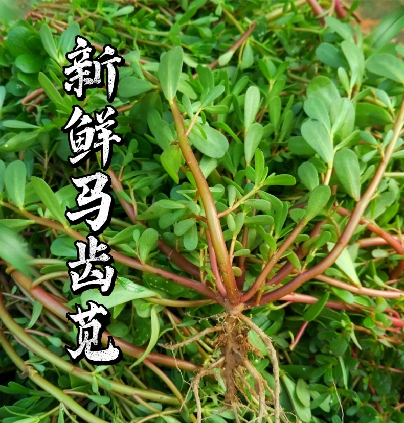【冷链运输】新鲜现挖马齿苋野生马蜂菜野菜五行菜当季野菜蚂蚁菜