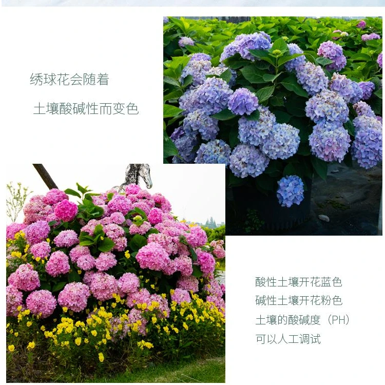 【绣球花运费差价链接】请勿乱拍