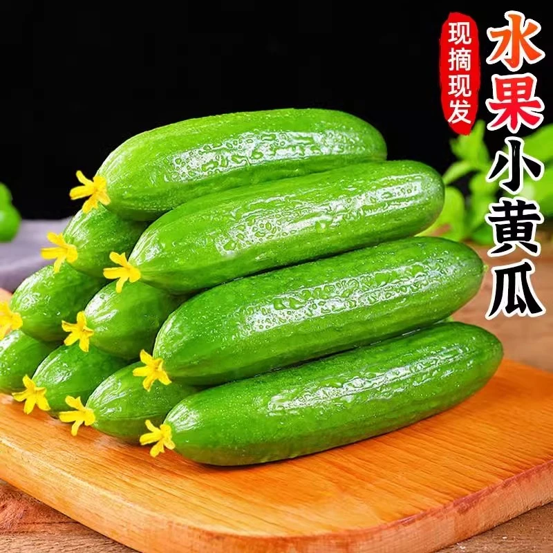 现摘现发正宗当季水果小黄瓜精品无刺脆甜嫩黄瓜新鲜爽口生吃鲜美