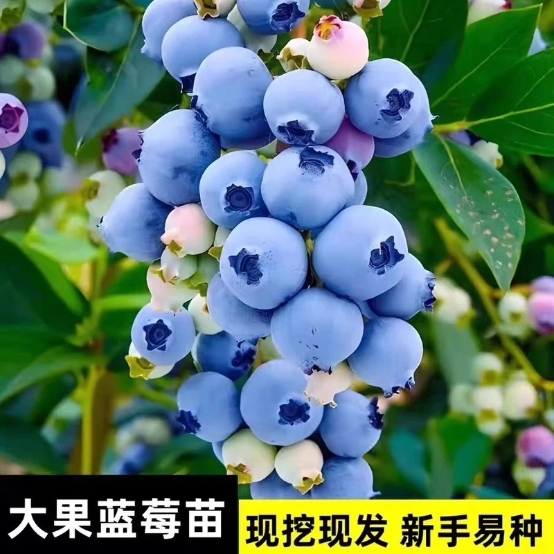 蓝莓果树苗带花苞阳台庭院南方北方耐寒耐热均可成当年活蓝莓树苗