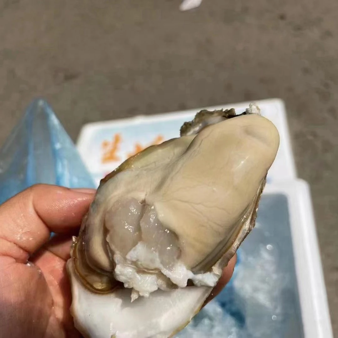 【鲜果速送】乳山生蚝一箱3斤左右(满40同城配送)