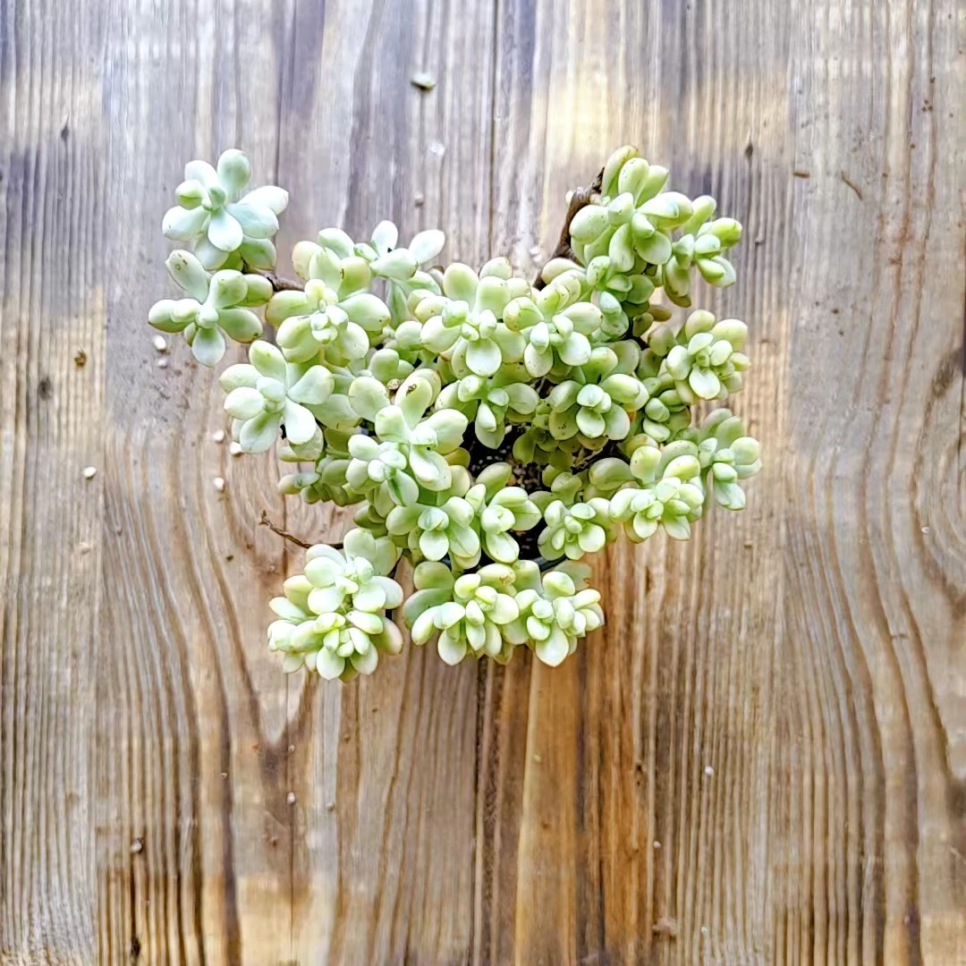 【糖豆米琪锦多肉 满9.9包邮】阳台露台绿植栽种养护