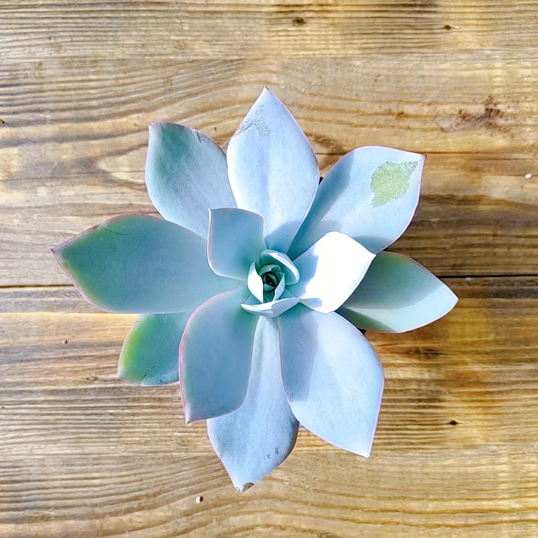 【广寒宫多肉植物 】阳台露台绿植栽种养护 一棵