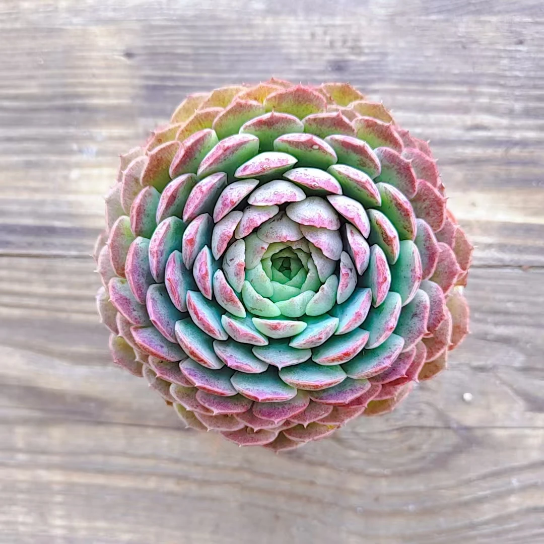 【朱砂痣多肉满9.9包邮 】阳台露台绿植栽种养护