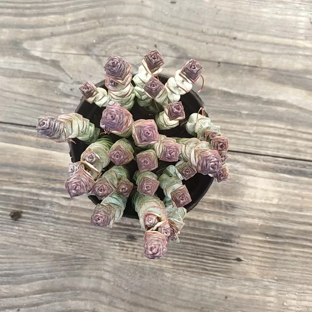 【牡丹钱串多肉 一颗满9.9包邮】阳台露台绿植栽种养护