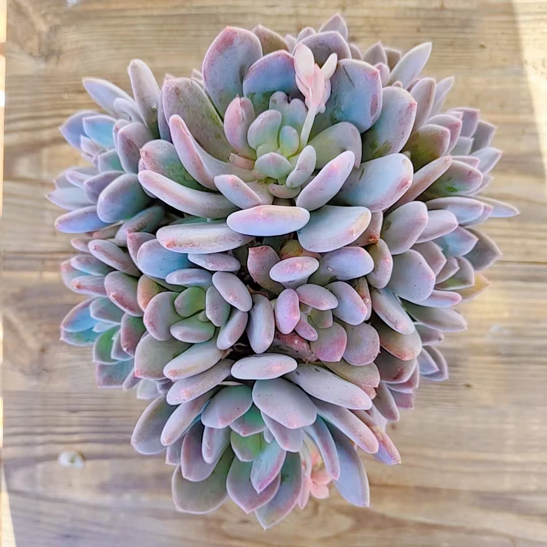 【辛德瑞拉（墨西哥美人）多肉一颗 】阳台露台绿植栽种养护