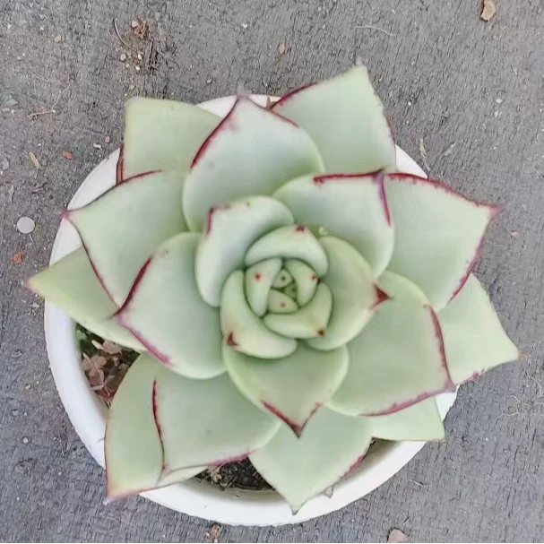 【乌木多肉  9.9包邮】阳台露台绿植栽种养护