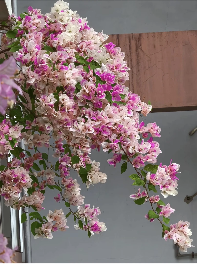 三角梅室内室外好养易活