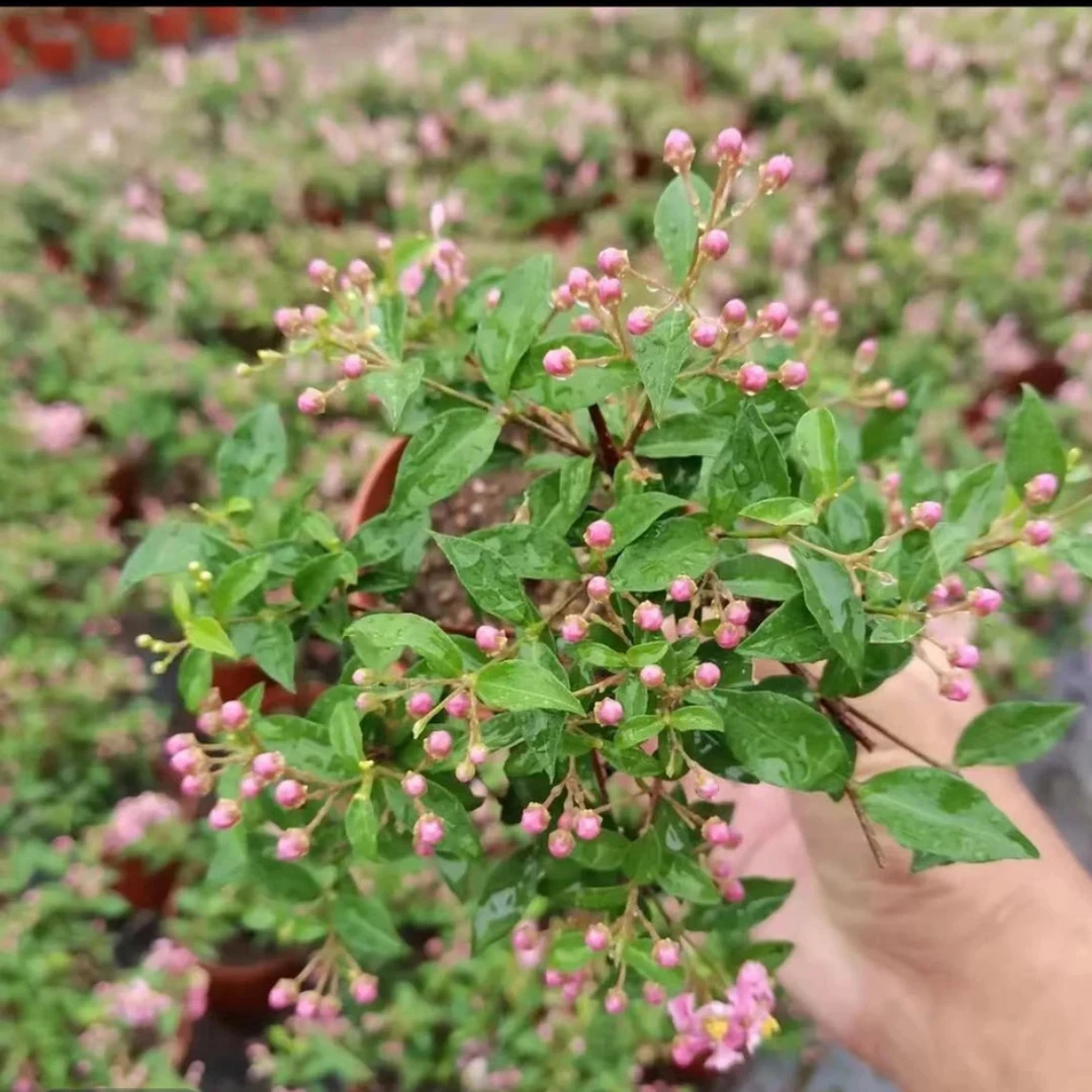 台湾李氏樱花，一物一拍