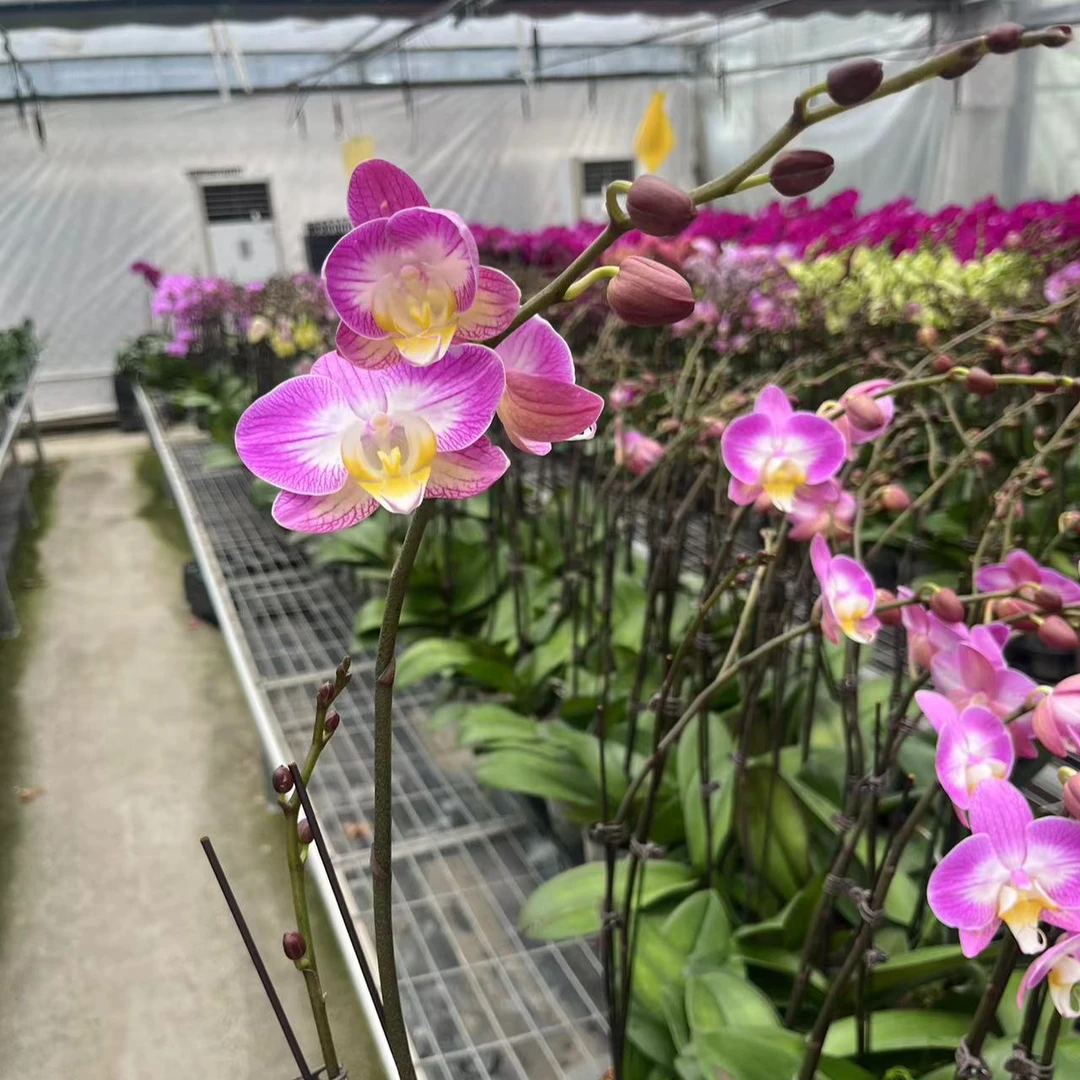 【斯普利特3.5寸精品蝴蝶兰】高端室内花卉