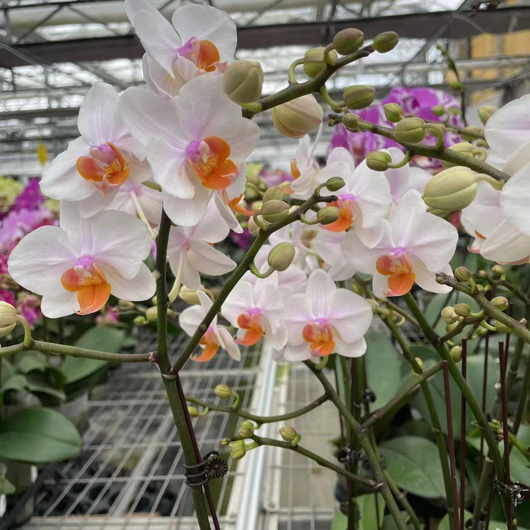 【漏豆蔻3.5寸精品蝴蝶兰】基地直发