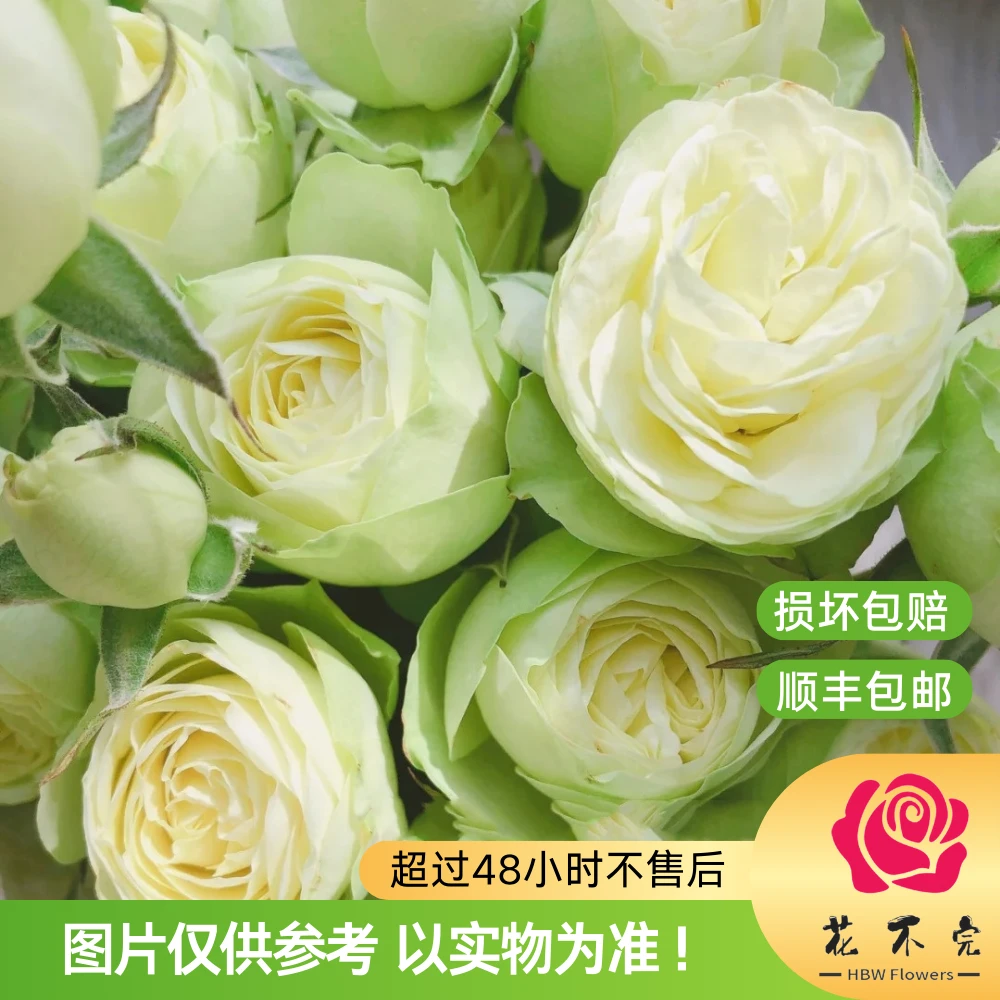 奶油包子(多头)玫瑰【缤纷育种】—“小包子可爱!外瓣偏绿花芯偏黄!”