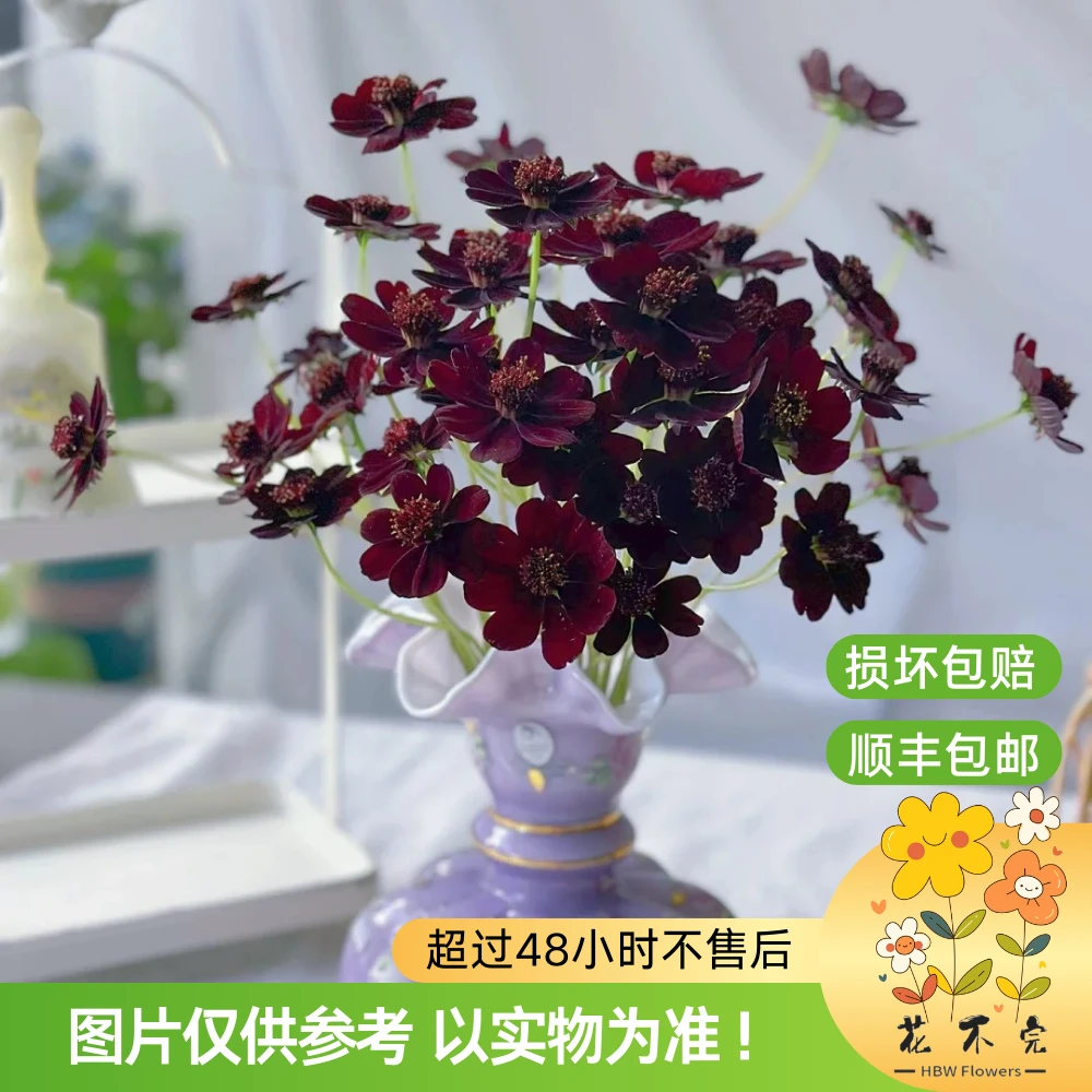 巧克力秋英—“丝绒高级感，自带巧克力味道～！”波斯菊