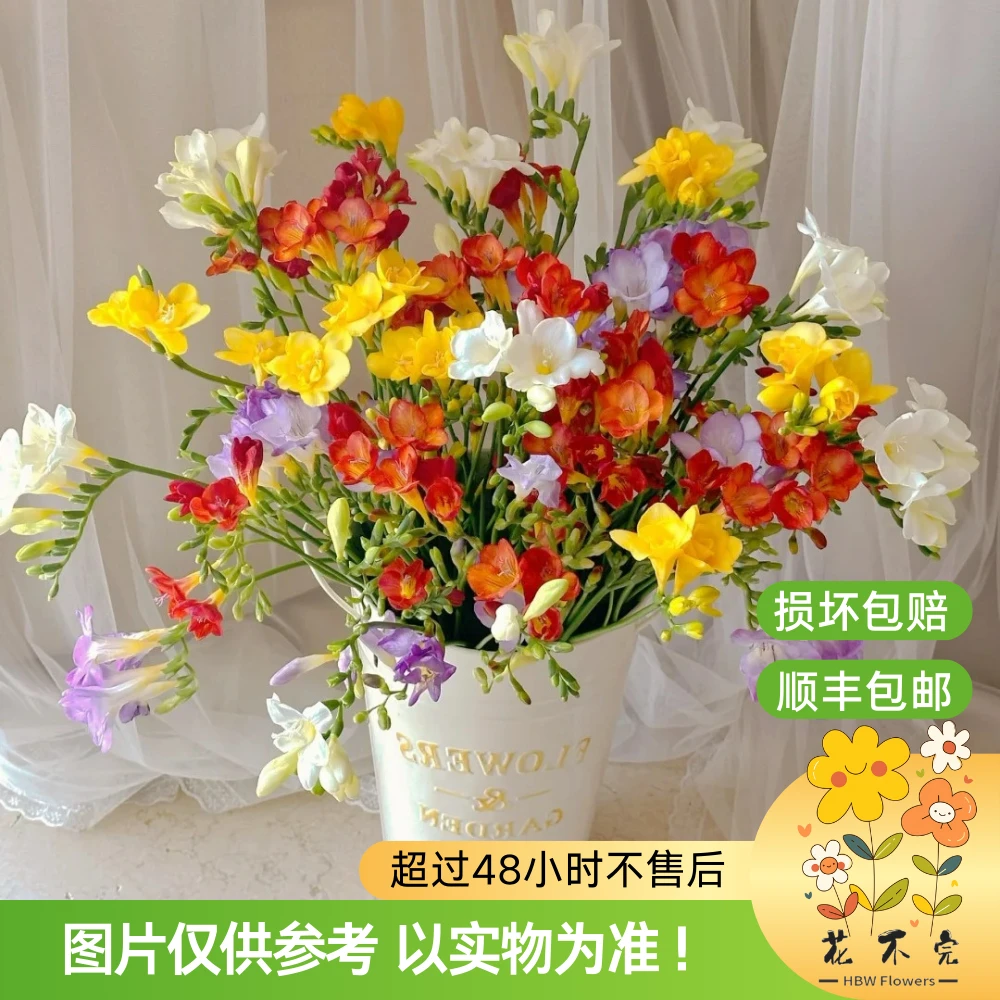 香雪兰/小苍兰【花不完】—“淡淡的幽兰香很高级。”