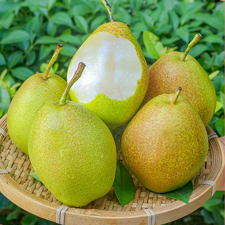 【现摘现发】红香酥梨新鲜水果梨子脆甜多汁水果香梨皮薄脆梨子水果