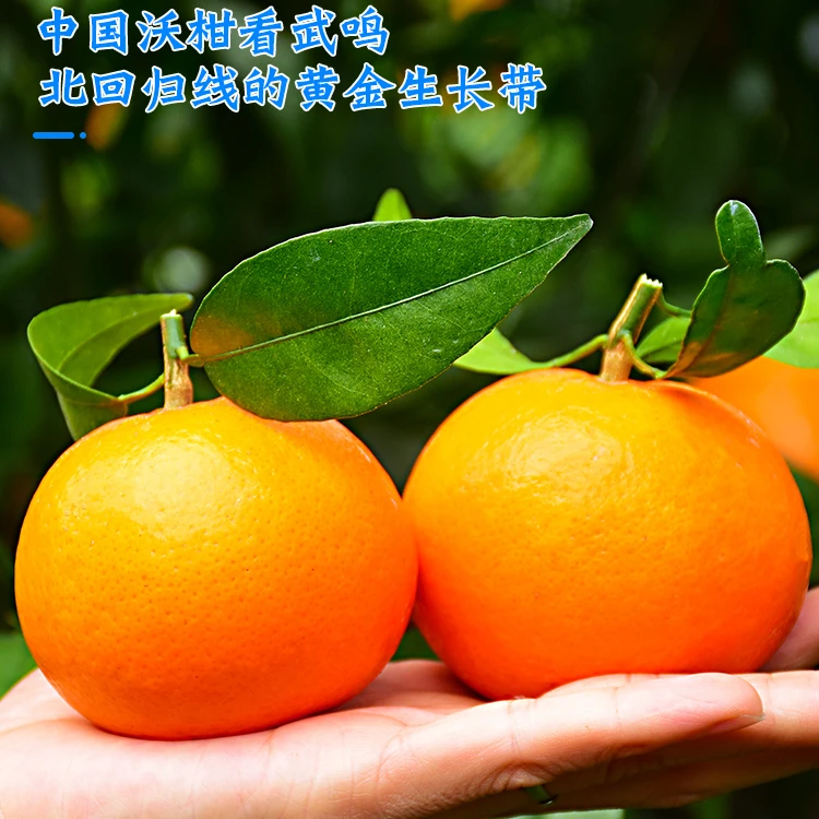 【爆甜】正宗广西沃柑现摘武鸣当季新鲜水果薄皮甜多汁桔子橘子柑橘