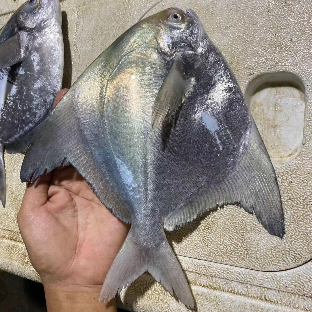 广西北海深海野生斗鲳鱼天然新鲜货